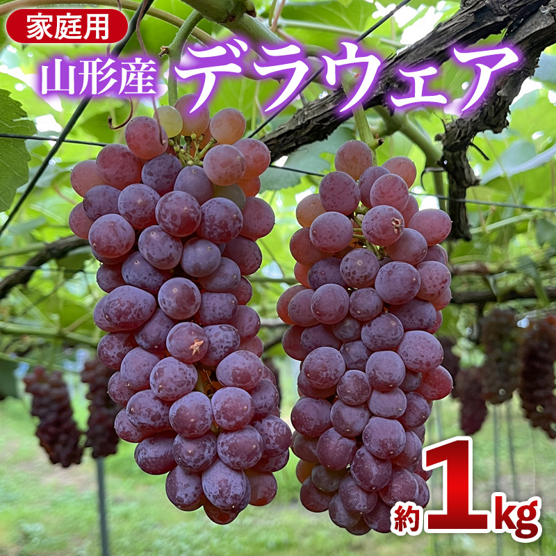家庭用デラウエア 約1kg 優以上 M～3L (6～8房) FY26-164
