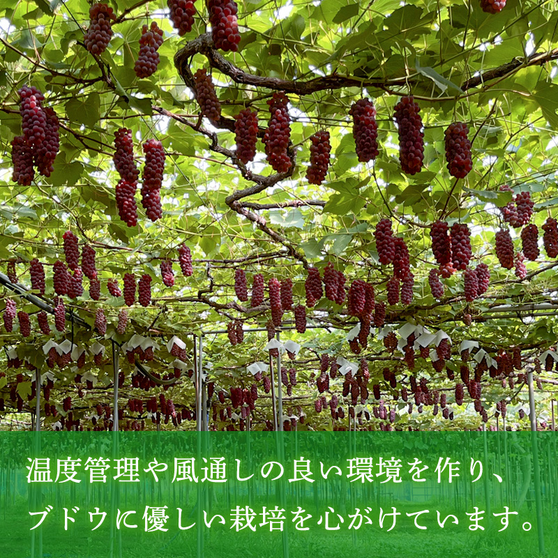 家庭用デラウエア 約1kg 優以上 M～3L (6～8房) FY26-164