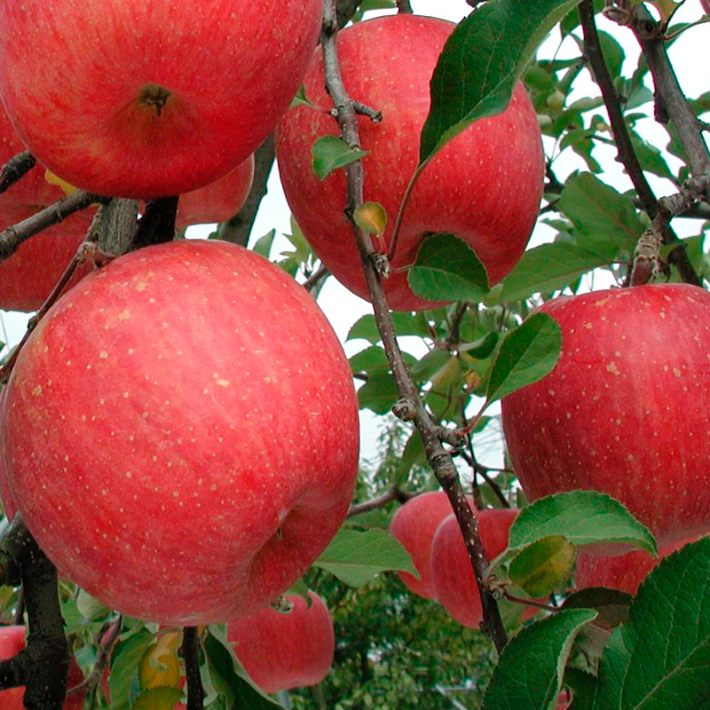 å±±åœ¢ç£ ç¡è¢æ œå¹ ãµãããã ç¹ç§ 5kg (13ïœ20ç) FY25-816