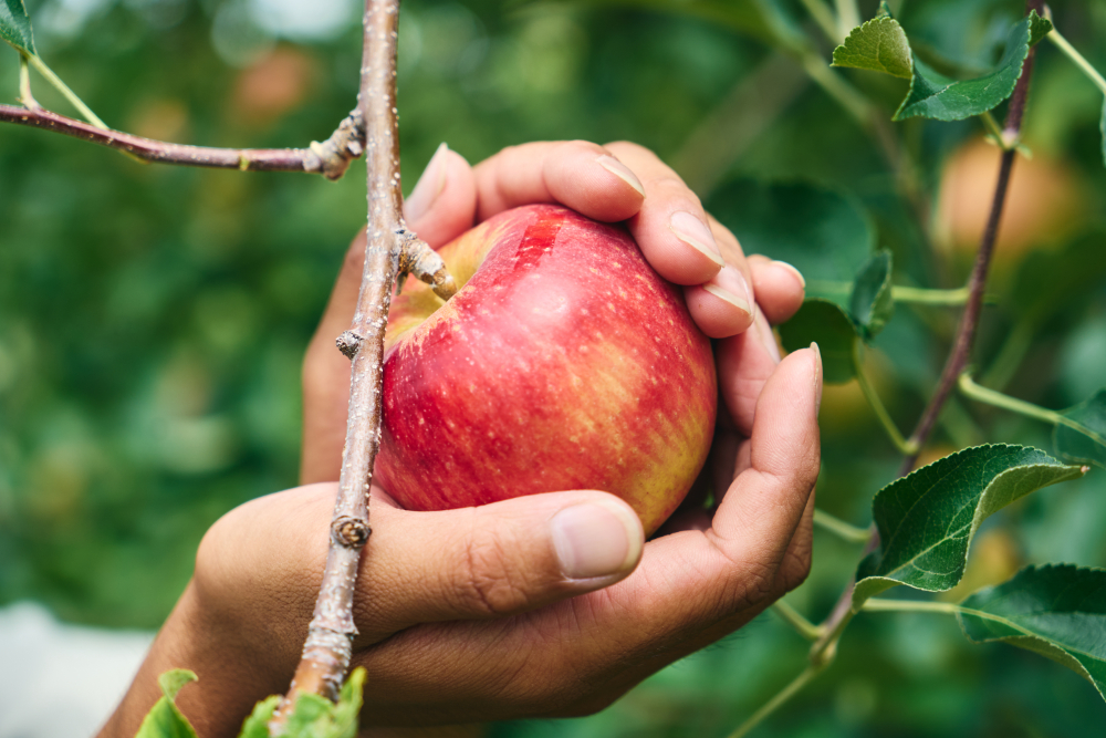 紅玉 クラフトコーラ 150ｍl 3本セット