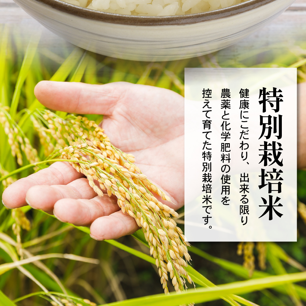 令和7年産 特別栽培米 雪若丸 6kg ( 2kg×3袋 )