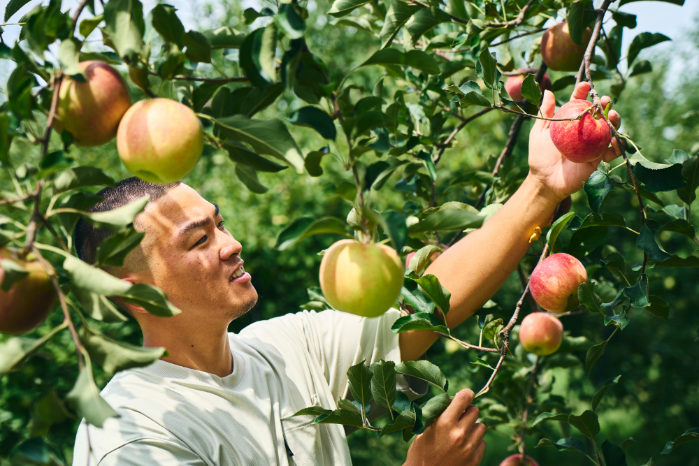 紅玉 クラフトコーラ 150ｍl 3本セット