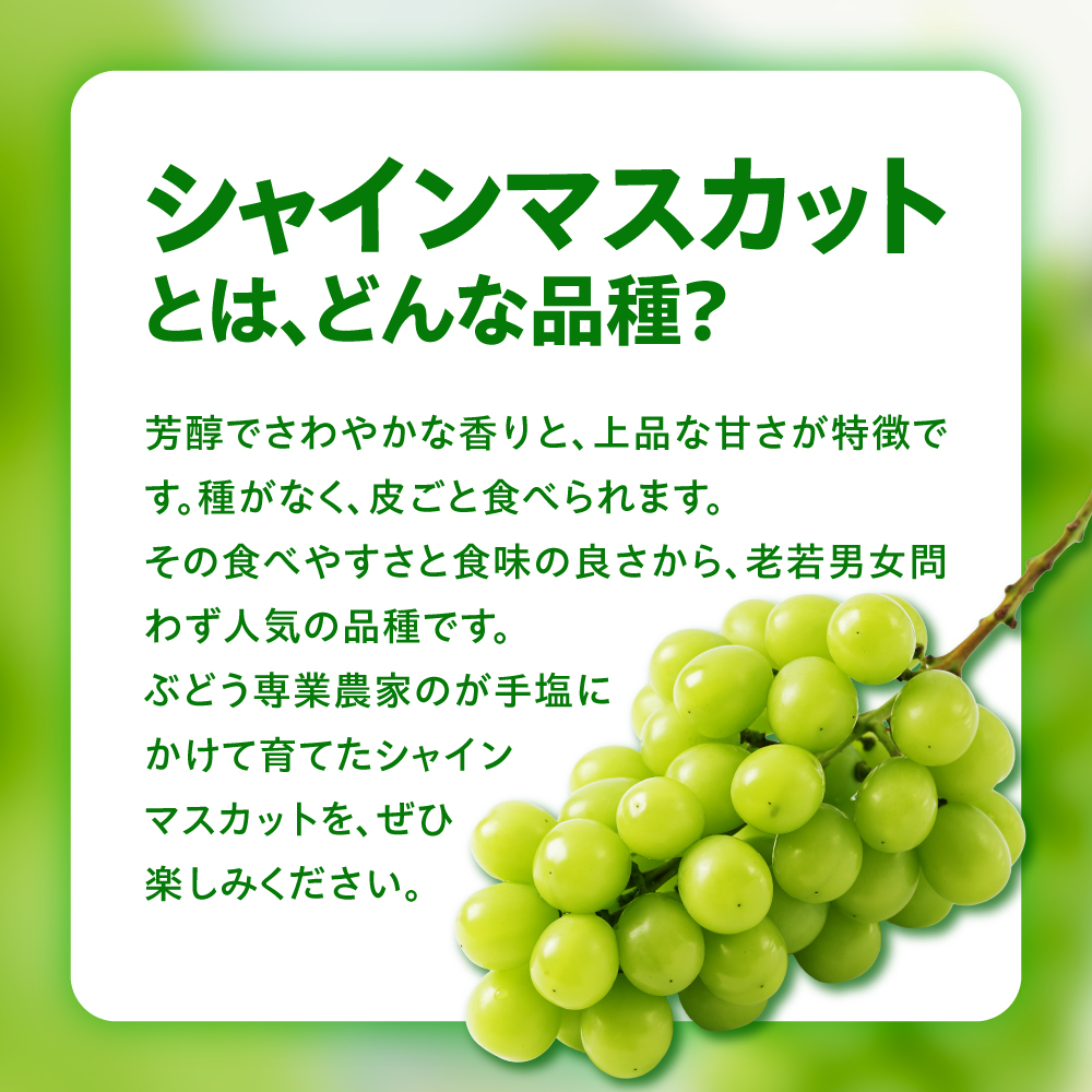 【先行予約】 【定期便】 令和8年産 大玉 シャインマスカット 1房 ( 700g ) × 2回 2026年9月下旬頃～お届け予定