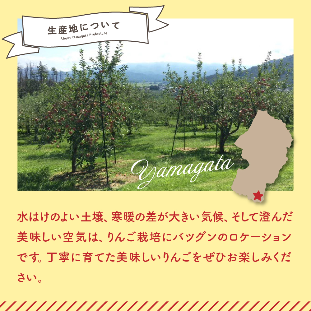 【先行予約】 令和8年産 訳あり りんご サンふじ 約10kg 玉数 お任せ ご家庭用 2026年11月中旬～12月上旬頃 お届け予定 山形県 米沢市