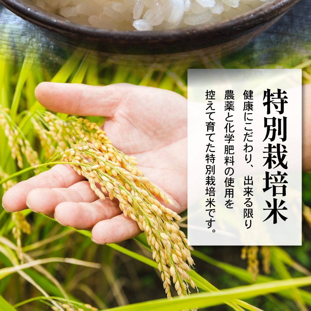 令和7年産 米沢米 棚田米 はえぬき 10kg ( 5kg×2袋 )