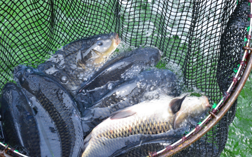 鯉のことこと煮 150g × 6袋 圧力調理 で骨まで 柔らかい 鯉の尾の身の 甘露煮 旨煮 うまに 甘露煮 甘煮 山形 米沢 伝統郷土料理 伝統料理 郷土料理 コイ 鯉 のお取り寄せ 鯉料理