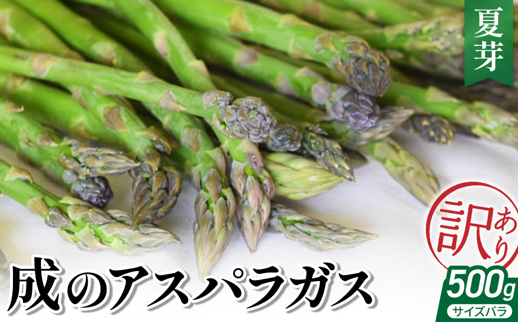 【 令和8年産 】 成のアスパラガス　訳あり　500ｇ（サイズバラ）夏芽 〔 2026年 7月上旬頃 ～ 9月中旬発送予定 〕 野菜 農園成 農家直送 産地直送 2026年産