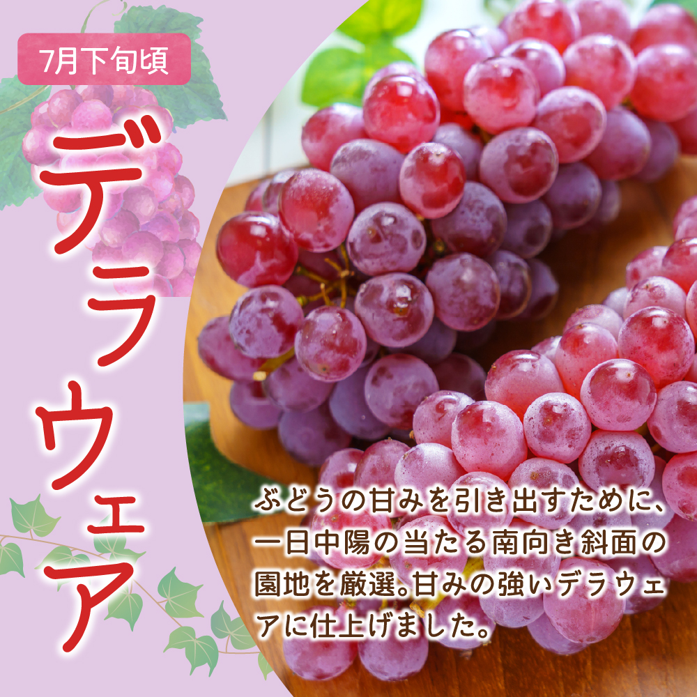 【先行予約】定期便 令和8年産 ぶどうの定期便 全3回 デラウェア ピオーネ シャインマスカット 2026年7月下旬頃～ お届け予定