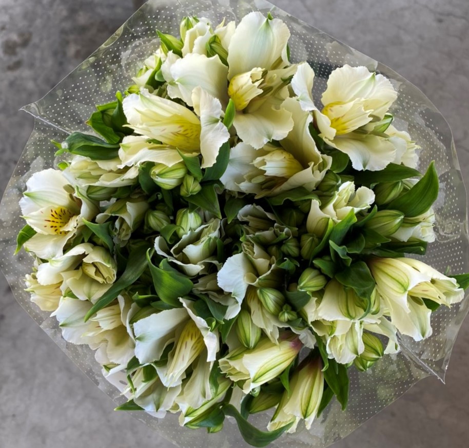 アルストロメリア 1束 ( 10本入り ) ホワイト系 切り花