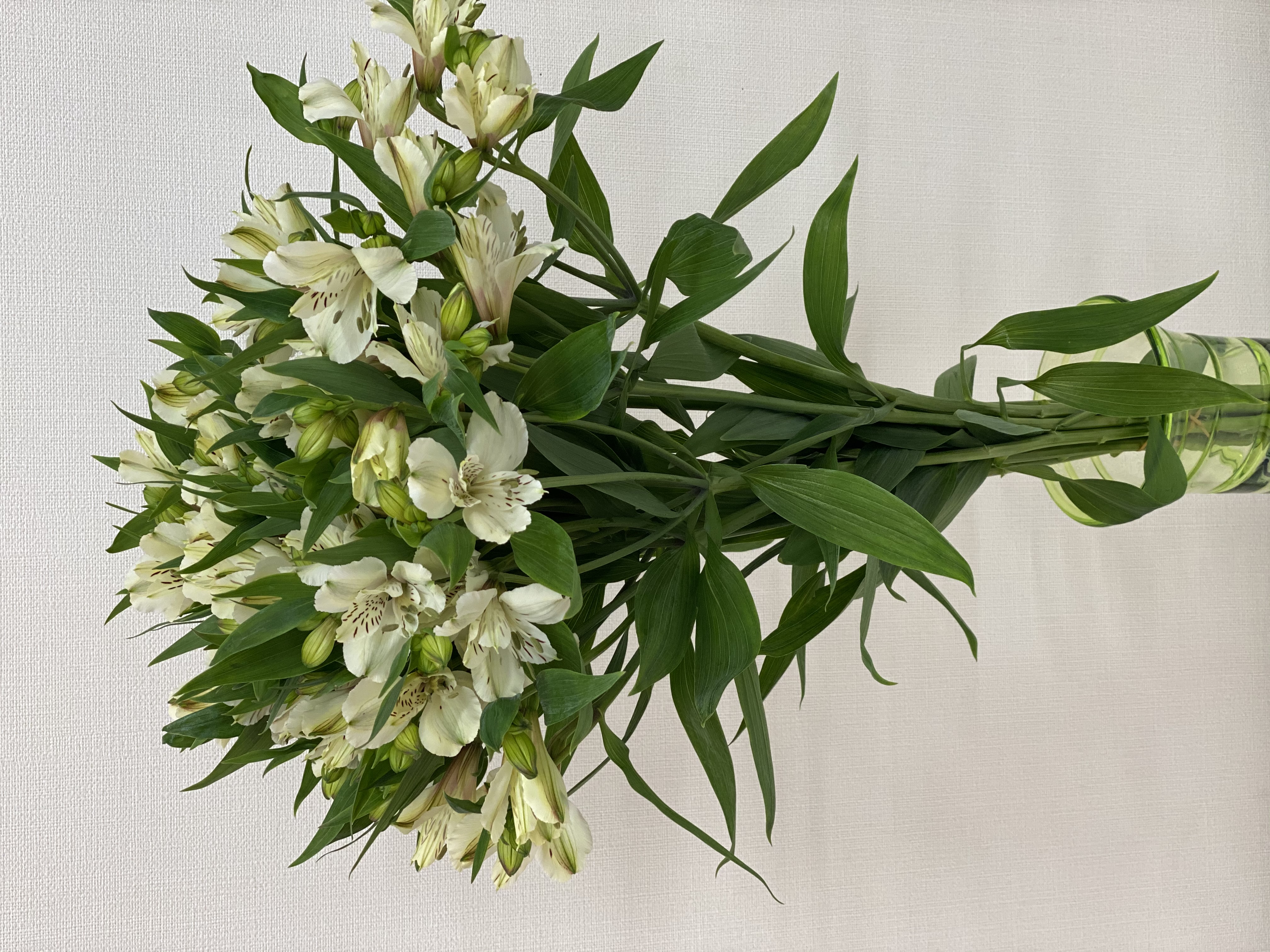 アルストロメリア 1束 ( 10本入り ) ホワイト系 切り花