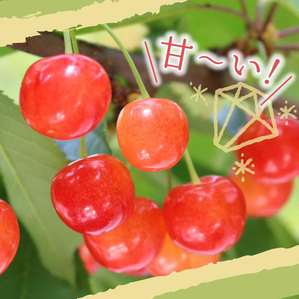 【先行予約】 令和8年産 さくらんぼ 紅秀峰 700g ( バラ詰め ) 2026年6月下旬～7月上旬頃お届け予定 山形県 米沢市