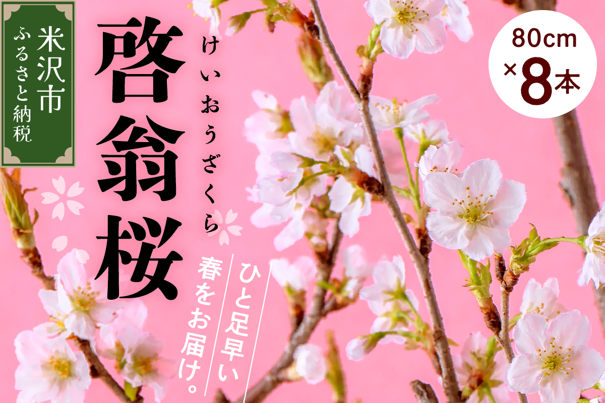 【先行予約】 啓翁桜 ( けいおうざくら ) 80cm×8本 切り花 2026年1月中旬から順次お届け