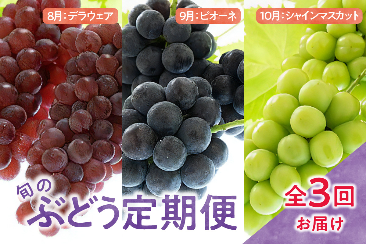 【先行予約】 定期便 令和8年産 ぶどうの定期便 全3回 デラウェア ピオーネ シャインマスカット フルーツアドバイザー 厳選 2026年7月下旬頃～ お届け予定 山形県 米沢市