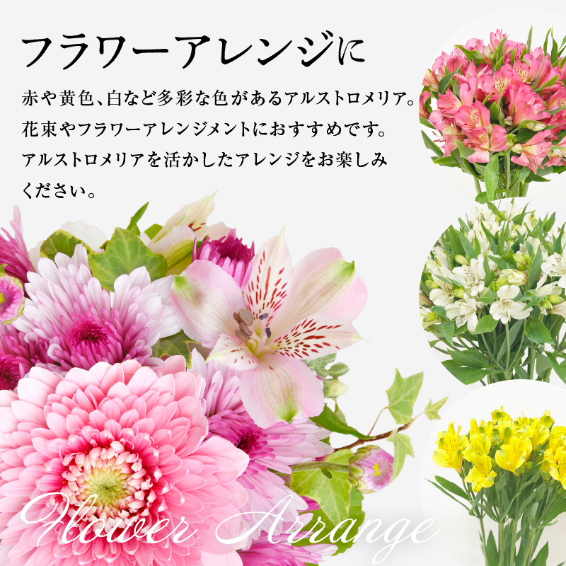 アルストロメリア イエロー系 1束 10本入り 花 生花 切花 2026年4月～7月上旬頃 お届け予定 山形県 米沢市