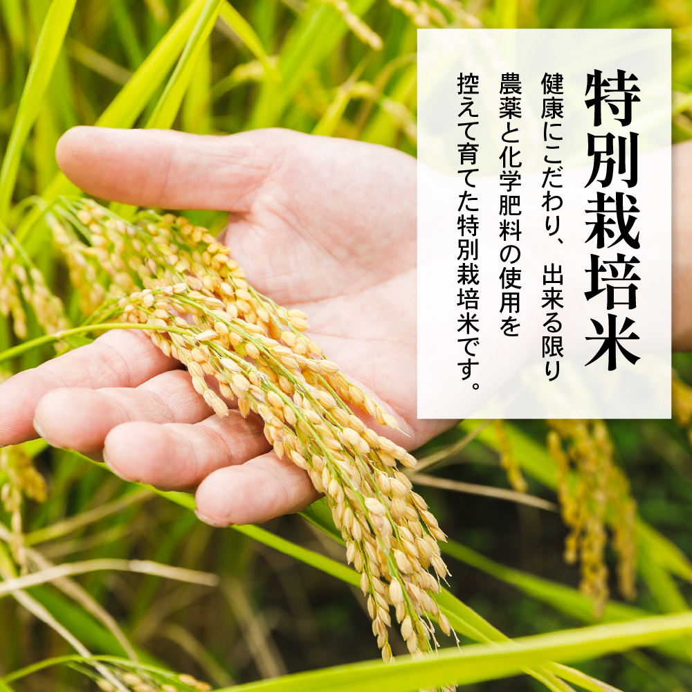 令和7年産 特別栽培米 つや姫 2合 8袋 セット ( 1袋 300g ) 計2.4kg 