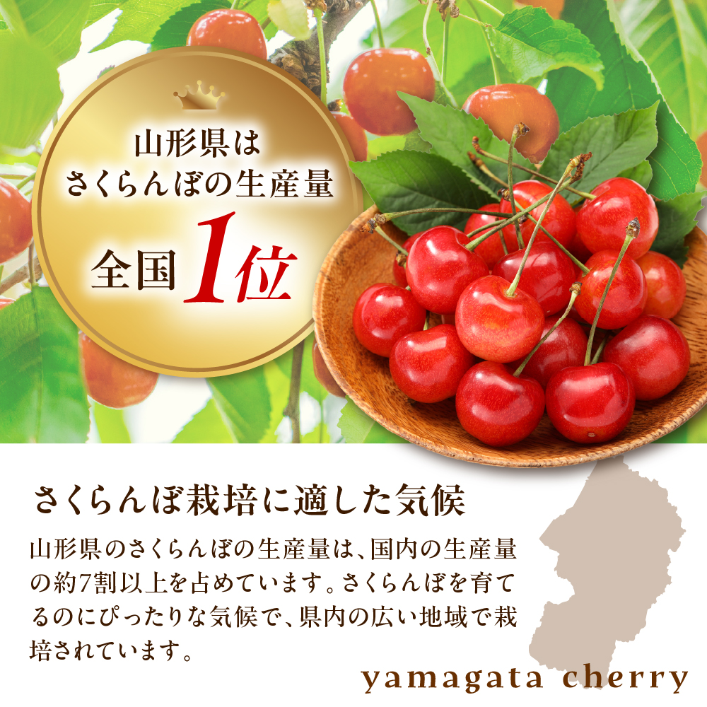 【先行予約】 令和8年産 さくらんぼ やまがた紅王 1箱 18粒 2L～3L玉 化粧箱入 2026年6月下旬～7月上旬頃お届け予定
