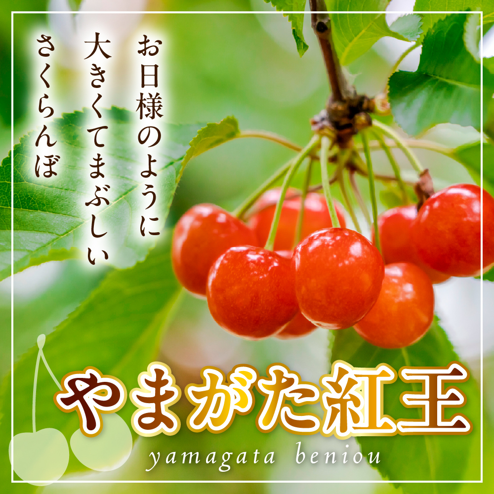 【先行予約】 令和8年産 さくらんぼ やまがた紅王 1箱 18粒 2L～3L玉 化粧箱入 2026年6月下旬～7月上旬頃お届け予定