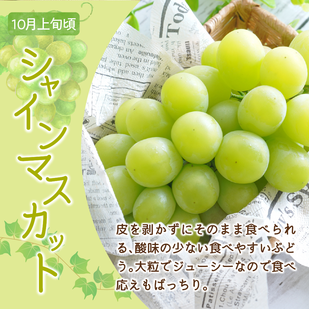 【先行予約】定期便 令和8年産 ぶどうの定期便 全3回 デラウェア ピオーネ シャインマスカット 2026年7月下旬頃～ お届け予定