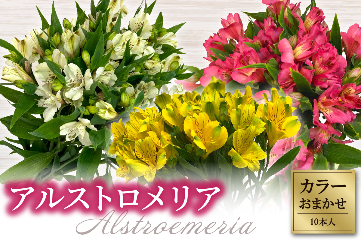 アルストロメリア 色おまかせ 1束 10本入り 花 生花 切花 2026年6月～7月上旬頃 お届け予定 山形県 米沢市