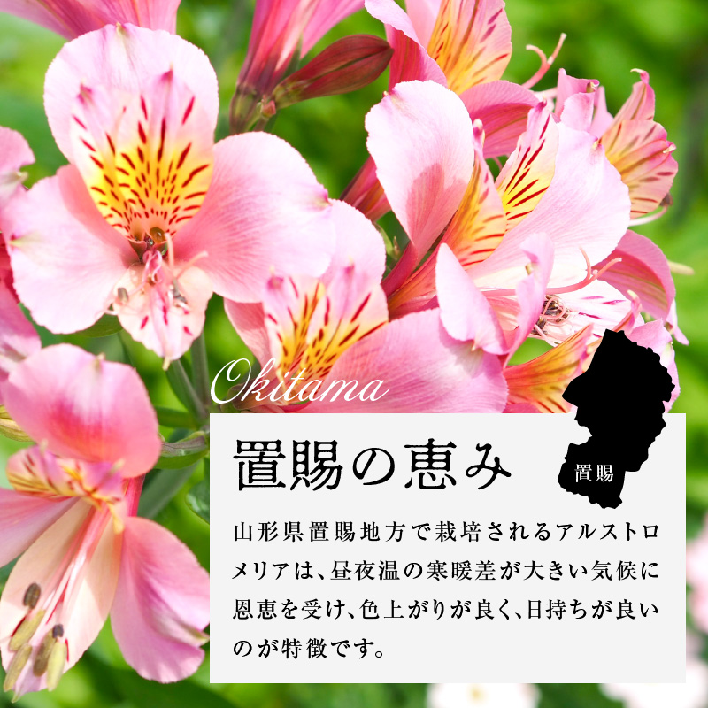 アルストロメリア イエロー系 1束 10本入り 花 生花 切花 2026年4月～7月上旬頃 お届け予定 山形県 米沢市