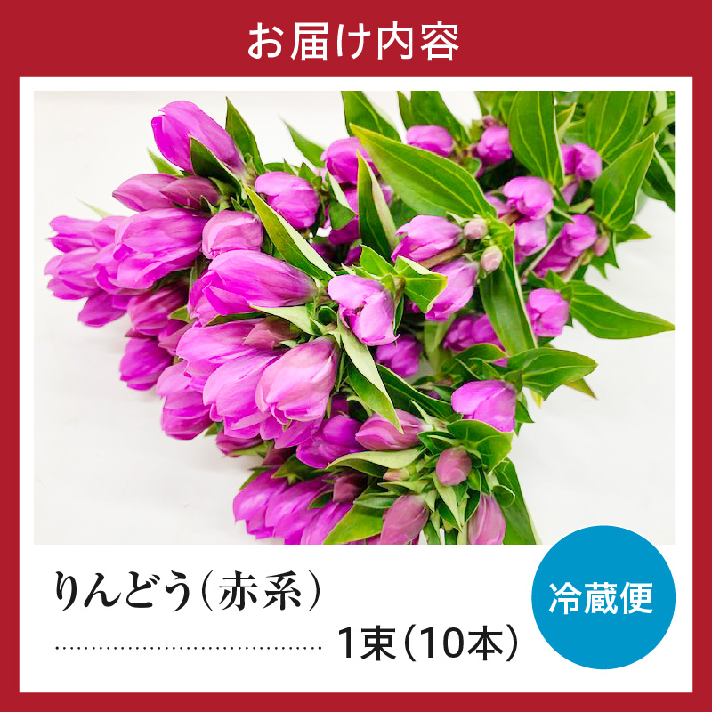 【先行予約】 りんどう 赤系 1束 10本入り 花 生花 切花 2026年8月上旬～9月中旬 お届け予定 山形県 米沢市