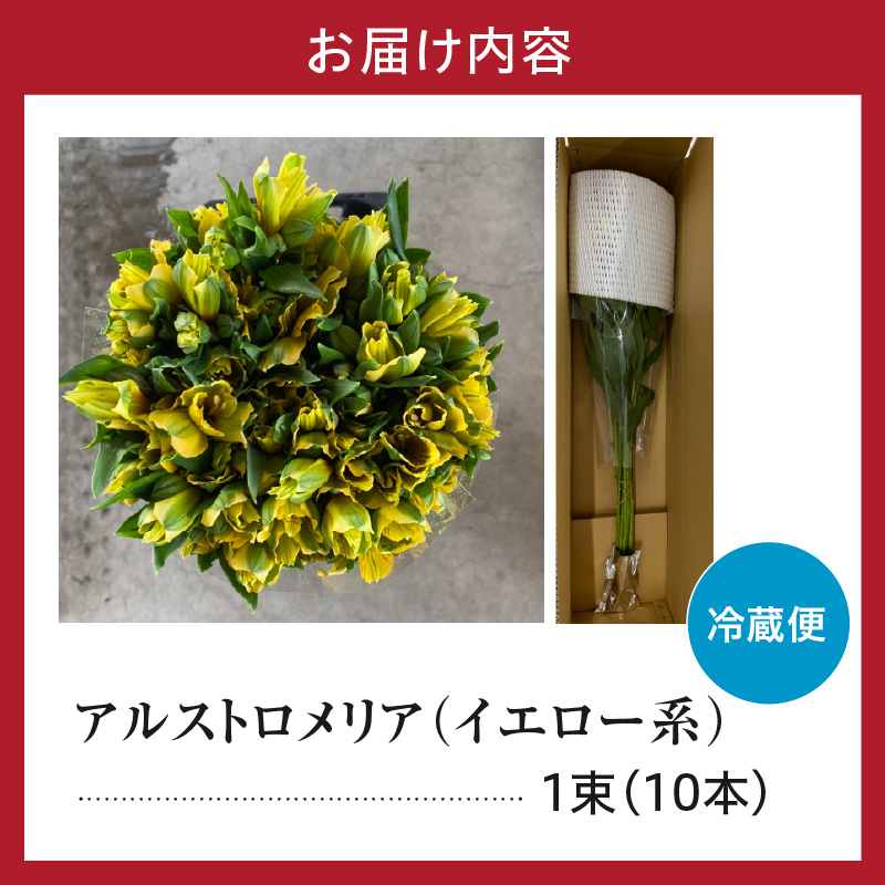 アルストロメリア イエロー系 1束 10本入り 花 生花 切花 2026年4月～7月上旬頃 お届け予定 山形県 米沢市