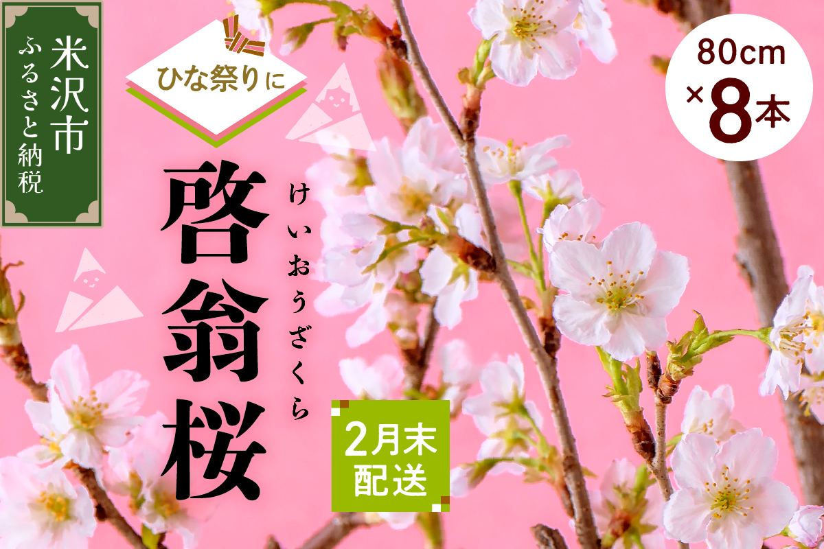 【先行予約】 【ひなまつり用】 啓翁桜 ( けいおうざくら ) 80cm×8本 切り花 2026年2月下旬頃お届け