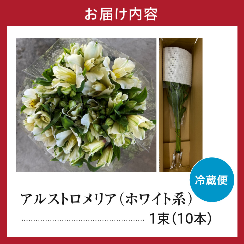 アルストロメリア ホワイト系 1束 10本入り 花 生花 切花 2026年4月～7月上旬頃 お届け予定 山形県 米沢市