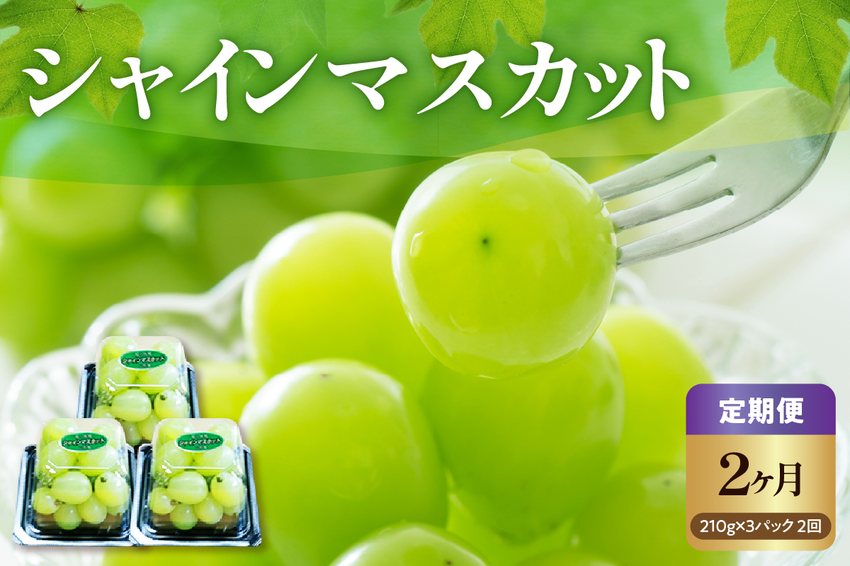 【先行予約】 【2ヶ月定期便】 令和8年産 粒 シャインマスカット 210g × 3パック × 2回 2026年9月下旬頃～お届け予定