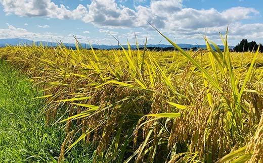螳壽悄萓ソ 蜈ィ3蝗 讌オ縺ソ縺ョ繧オ繧オ繝九す繧ュシ育イセ邀ウシ3kg 邀ウ 縺顔アウ 縺翫%繧 縺オ繧九&縺ィ邏咲ィ 螻ア蠖「逵 譁ー蠎蟶 F3S-2387