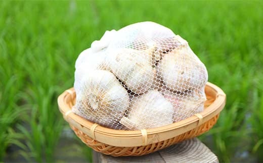 《先行予約・2026年発送》 最上伝承野菜 【最上赤生にんにく】 500g（玉） 生にんにく ニンニク 薬味 ガーリック 野菜  F3S-2481