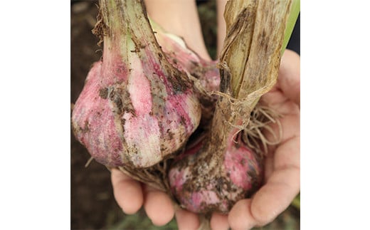 《先行予約・2026年発送》 最上伝承野菜 【最上赤生にんにく】 500g（玉） 生にんにく ニンニク 薬味 ガーリック 野菜  F3S-2481