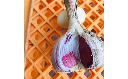 《先行予約・2026年発送》 最上伝承野菜 【最上赤生にんにく】 500g（玉） 生にんにく ニンニク 薬味 ガーリック 野菜  F3S-2481