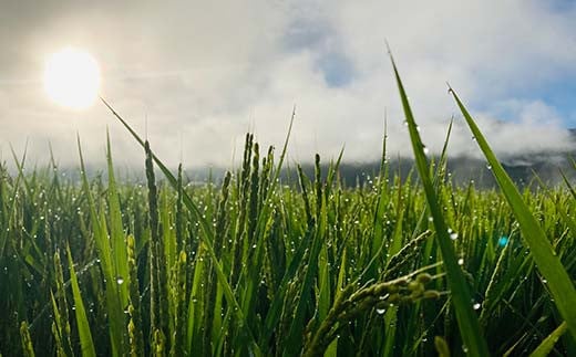 螳壽悄萓ソ 蜈ィ3蝗 讌オ縺ソ縺ョ繧オ繧オ繝九す繧ュシ育イセ邀ウシ3kg 邀ウ 縺顔アウ 縺翫%繧 縺オ繧九&縺ィ邏咲ィ 螻ア蠖「逵 譁ー蠎蟶 F3S-2387