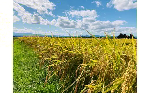 縲蝉サ、蜥7蟷エ逕」縲 縺顔アウ繝槭う繧ケ繧ソ繝シ蜴ウ驕ク 譁ー蠎逕」邀ウ 繝溘Ν繧ュ繝シ繧ッ繧、繝シ繝ウシ育イセ邀ウシ5kg 邀ウ 縺顔アウ 縺翫%繧 螻ア蠖「逵 譁ー蠎蟶 F3S-0167