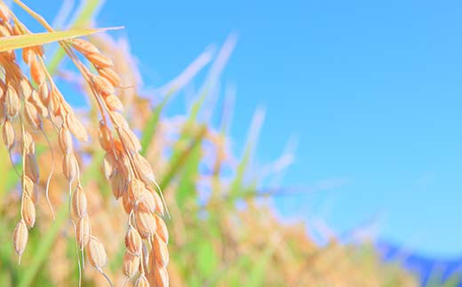 令和7年産 漢方栽培 低温熟成乾燥 十四代目のはえぬき（精米）3kg 米 お米 おこめ 山形県 新庄市  F3S-2407