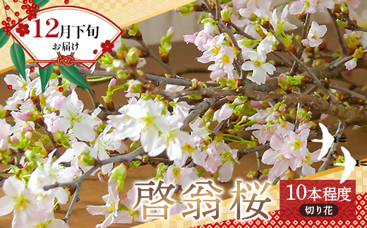 ≪12月下旬お届け≫山形県 新庄市産 啓翁桜 切り花（約80cm×10本程度） 2026年12月下旬から順次発送 新年 新春 元旦 正月 飾り 年末 年内 桜 さくら 植物 花 贈答 贈り物 ギフト プレゼント 自宅 家庭 F3S-2708