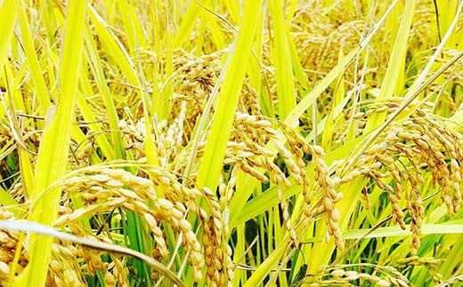 極みのササニシキ（精米） 5kg 米 お米 おこめ 山形県 新庄市  F3S-2431