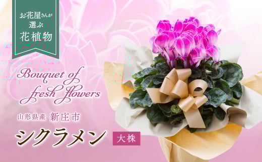 お花屋さんが選ぶ花植物 シクラメン 大株 花 お花 フラワー ギフト 贈り物 贈答 プレゼント 山形県 新庄市  F3S-0621