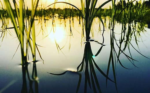 極みのササニシキ（精米） 5kg 米 お米 おこめ 山形県 新庄市  F3S-2431