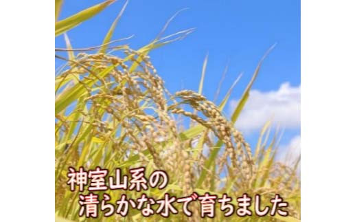 ã什å7幎ç£ã 山圢çç£ ã¯ãã¬ã çç±³ 5kg ç±³ ã³ã¡ ãã F3S-2698