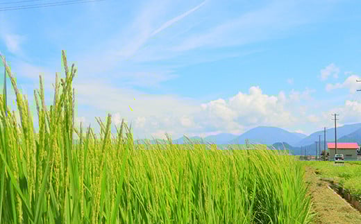 ã什å7幎ç£ã 黿Ÿ€ã®ã¯ãã¬ã 10kg ç±³ ãç±³ ããã å±±åœ¢ç æ°åºåž F3S-2672