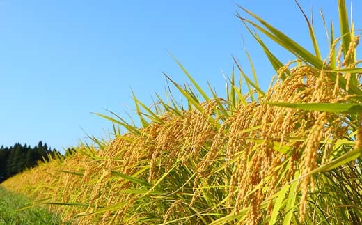 什å7å¹Žç£ æŒ¢æ¹æ œå¹ åå代ç®ã®ãµãµãã·ã 3kg ç±³ ãç±³ ããã å±±åœ¢ç æ°åºåž F3S-2405