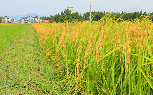 ã什å7幎ç£ã 黿Ÿ€ã®ã¯ãã¬ã 10kg ç±³ ãç±³ ããã å±±åœ¢ç æ°åºåž F3S-2672