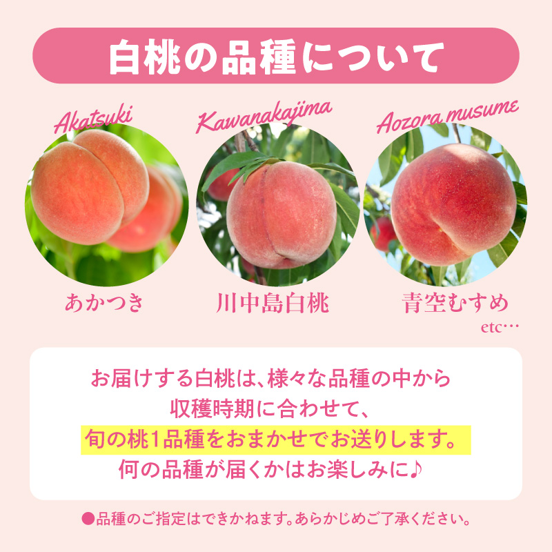 縲2026蟷エ逕」縲 謗。繧後◆縺ヲ逋ス譯(蜩∫ィョ縺贋ササ縺) 邏5kg (12ス18邇) 螻ア蠖「逵 譚ア譬ケ蟶ゅhi026-056