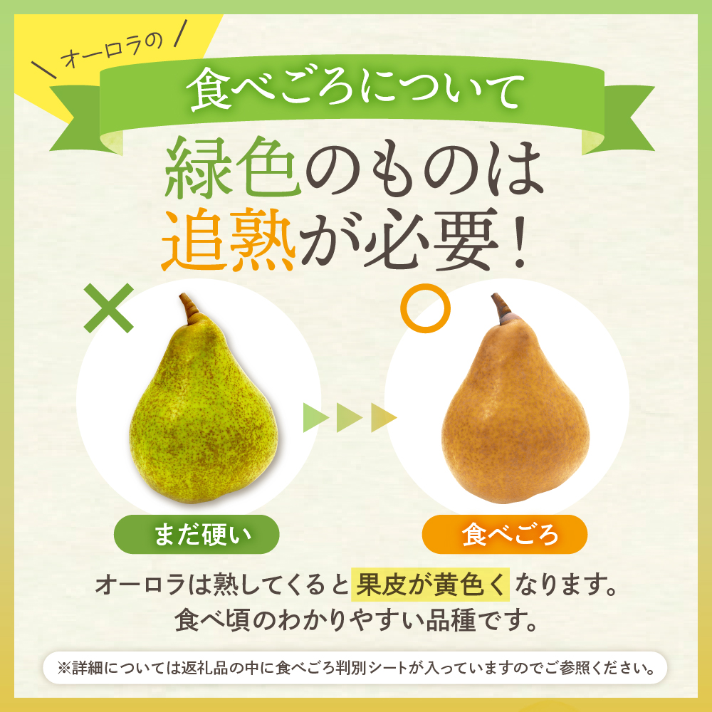 【令和6年産 先行予約】西洋梨オーロラ５ｋｇ 秀品　化粧箱入り　山形県 東根市 東根農産センター提供 hi027-133