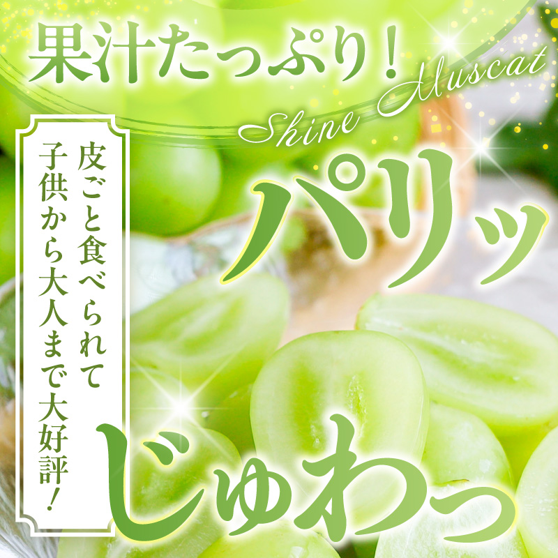 ã2026幎ç£ã ã·ã£ã€ã³ãã¹ã«ãã çŽ1.2kg (2æ¿å
¥) å±±åœ¢ç æ±æ ¹åž hi026-054