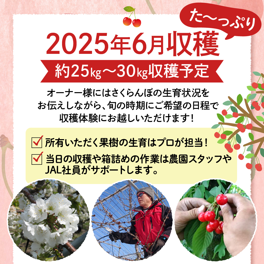 【成木丸々1本！】東根産さくらんぼの木 オーナー権「佐藤錦」 山形県 東根市 hi081-001