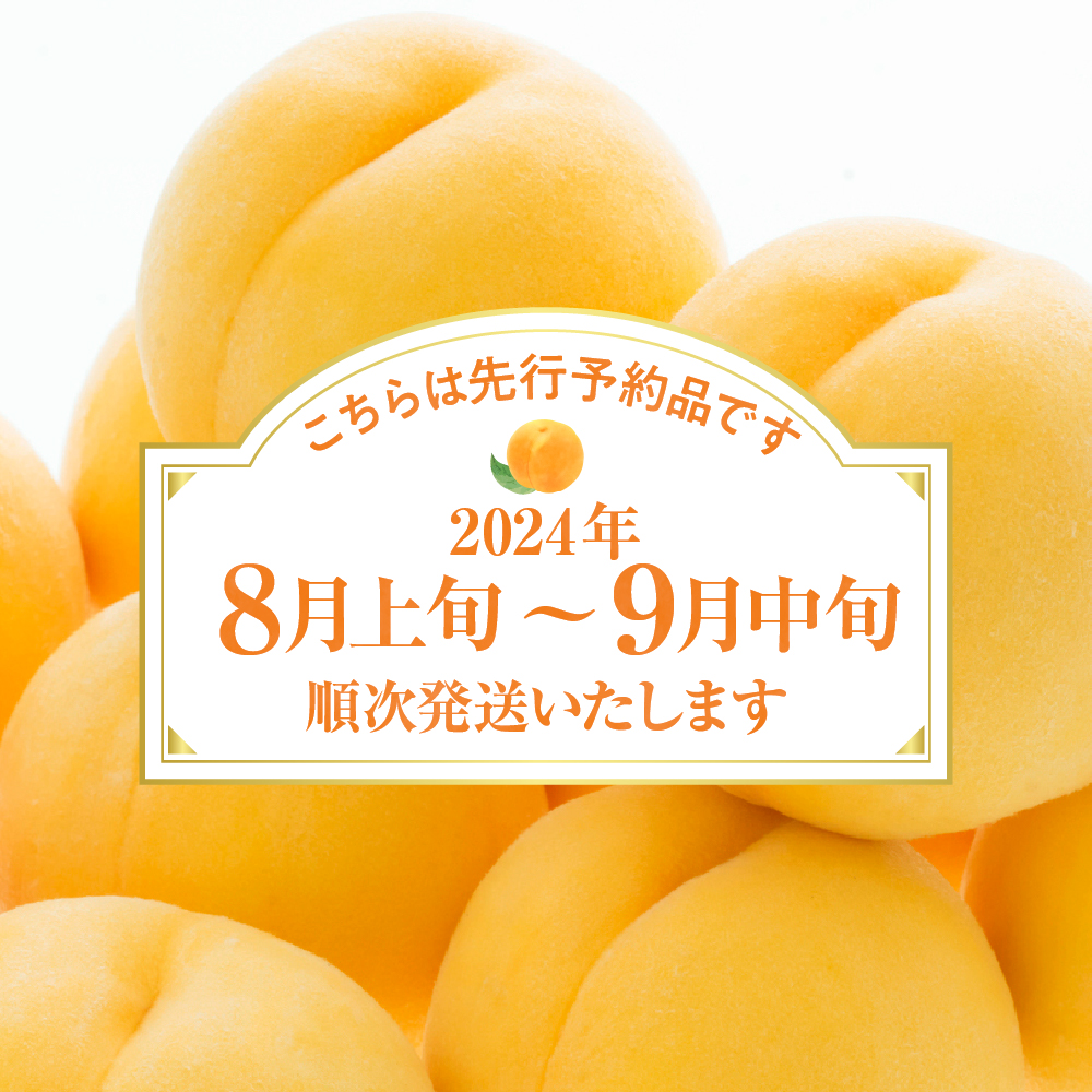 【2024年産　先行予約】黄桃 品種おまかせ 訳あり2kg(硬め)　hi004-hi062-015