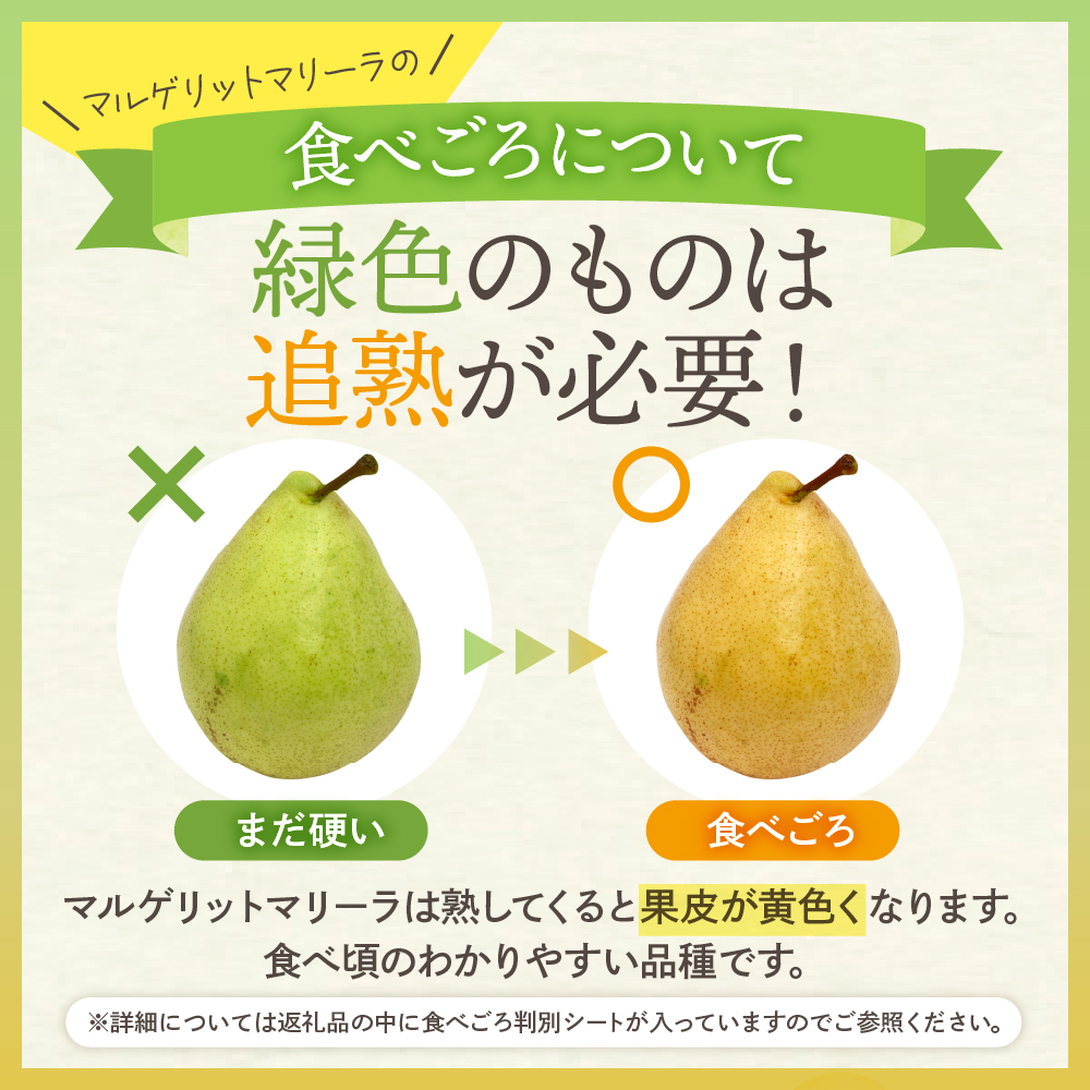 【令和6年産 先行予約】西洋梨マルゲリットマリーラ２ｋｇ　秀品　化粧箱入り 山形県 東根市 東根農産センター提供 hi027-136